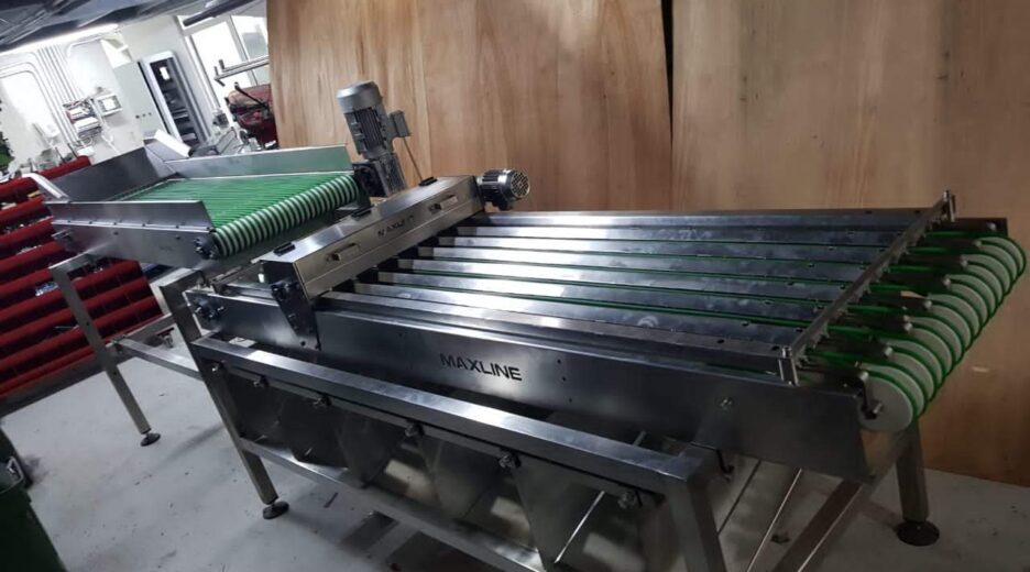Cherry waching and sorting machine